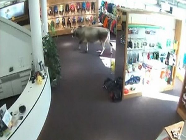 Корова зашла за покупками (5 фото)