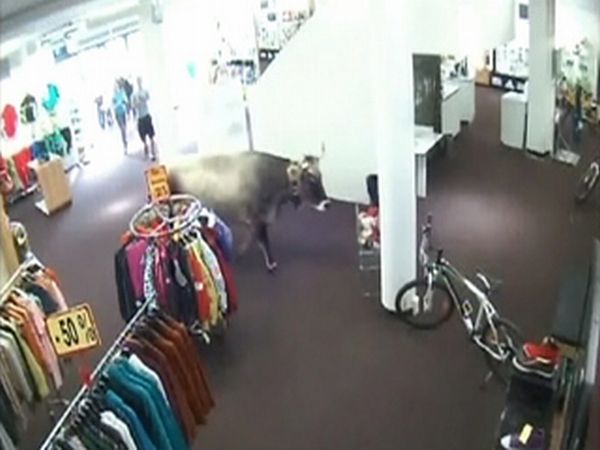 Корова зашла за покупками (5 фото)