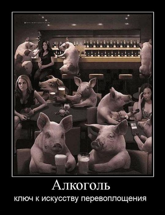 Демотиваторы про алкоголь (15 фото)