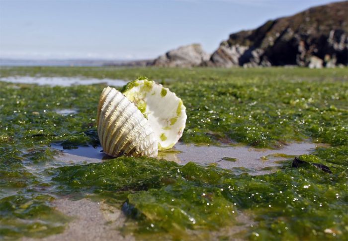 Токсичные водоросли на пляже во Франции (8 фото)