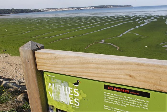Токсичные водоросли на пляже во Франции (8 фото)