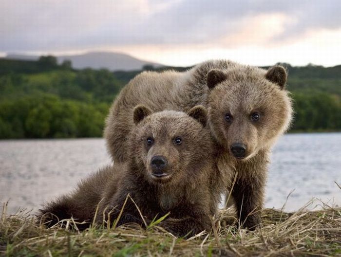 Бурые медведи (29 фото)