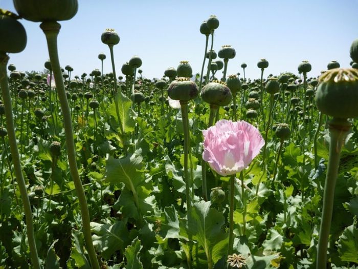Цветы грез Афганистана (38 фото)