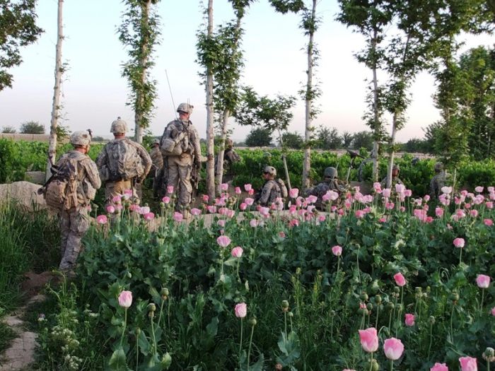 Цветы грез Афганистана (38 фото)