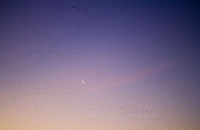 Миллион диких гусей (21 фото)