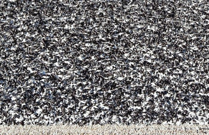 Миллион диких гусей (21 фото)