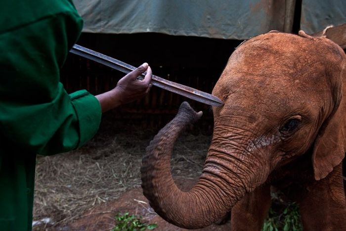 Детский дом для слонов в Кении (18 фото)