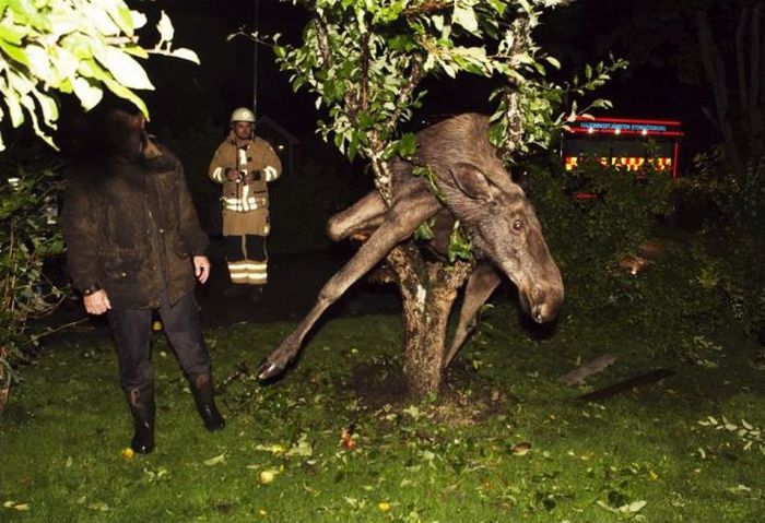 Опьяневший лось на яблоне (8 фото)