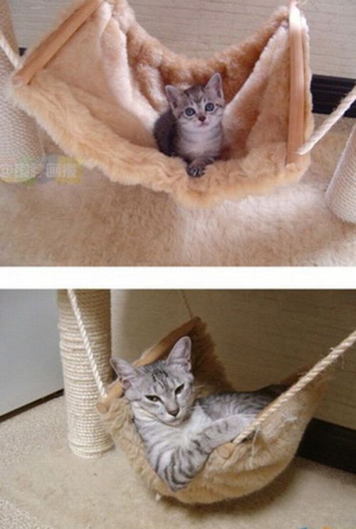 Котята взрослеют (15 фото)
