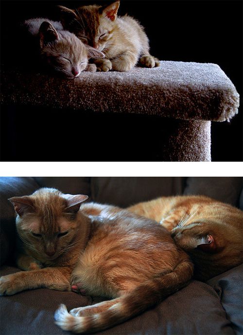 Котята взрослеют (15 фото)