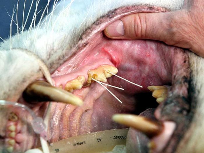 Стоматолог для хищника (14 фото)