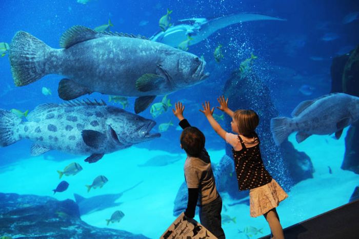 Самый большой аквариум в мире (25 фото)
