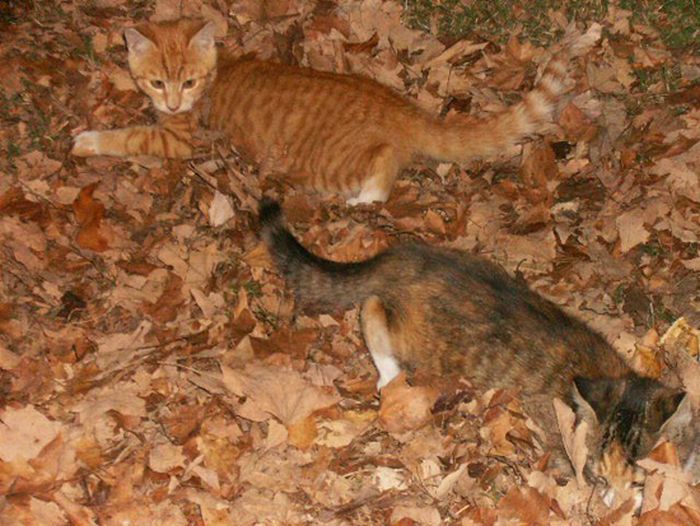 Коты и осень (20 фото)
