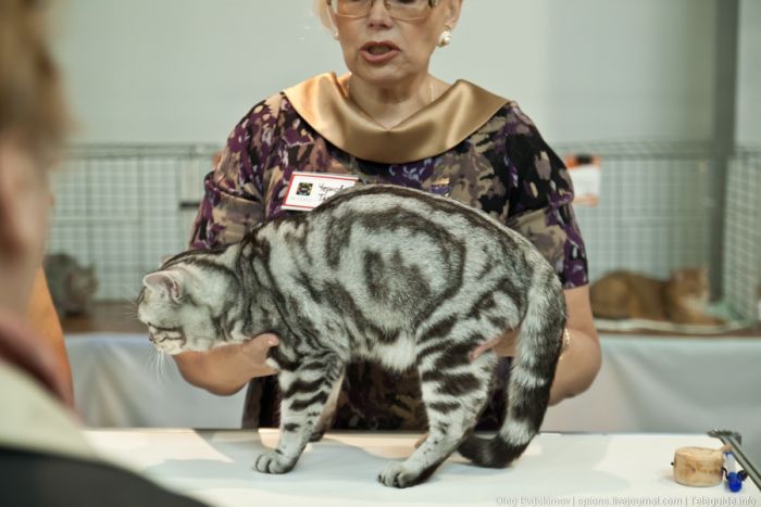 Выставка кошек "Экспокот 2011" (81 фото)