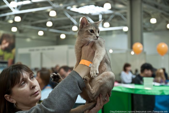 Выставка кошек "Экспокот 2011" (81 фото)