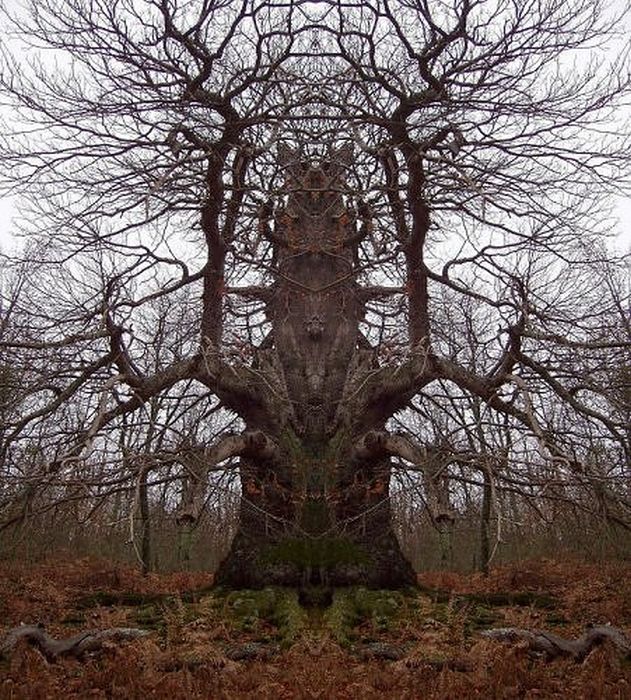 Страшные деревья (30 фото)