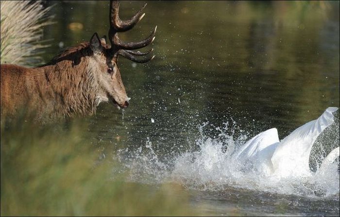 Битва между оленем и лебедем (5 фото)