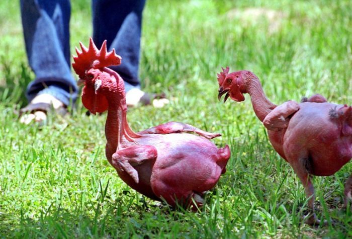 Голые курицы (5 фото)