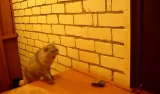 Умный кот умеет звонить в дверь (видео)