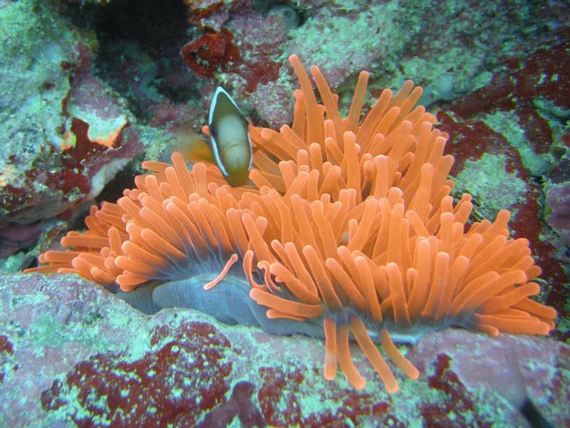 Рифы в лагуне (33 фото)