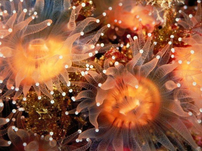 Красота подводного мира (100 фото)