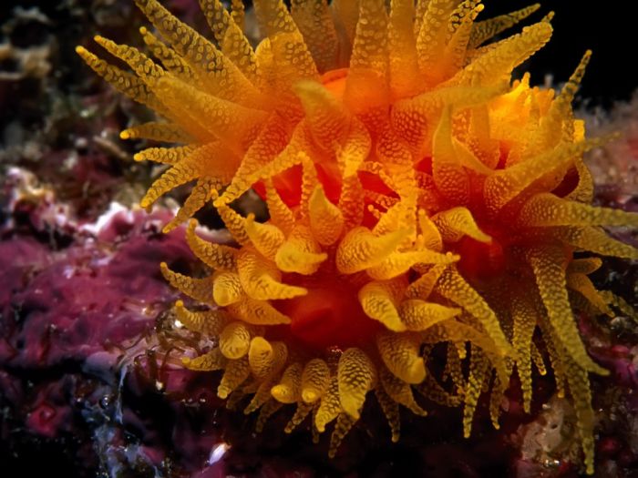 Красота подводного мира (100 фото)