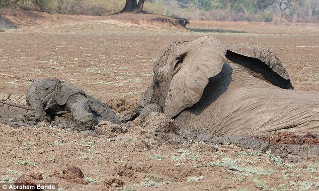 Спасение двух слонов (17 фото)