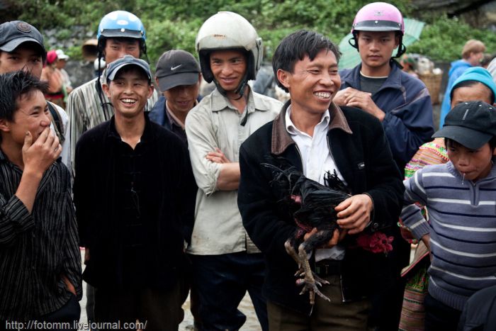 Петушиные бои во Вьетнаме (26 фото)