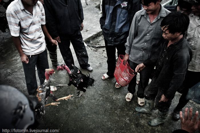 Петушиные бои во Вьетнаме (26 фото)