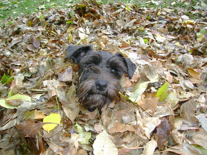 Собаки играют в листьях (41 фото)