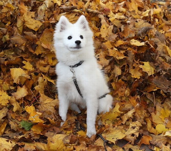 Собаки играют в листьях (41 фото)