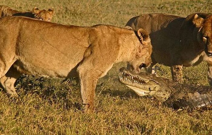 Аллигатор против разъяренных львиц (9 фото)
