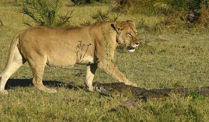 Аллигатор против разъяренных львиц (9 фото)