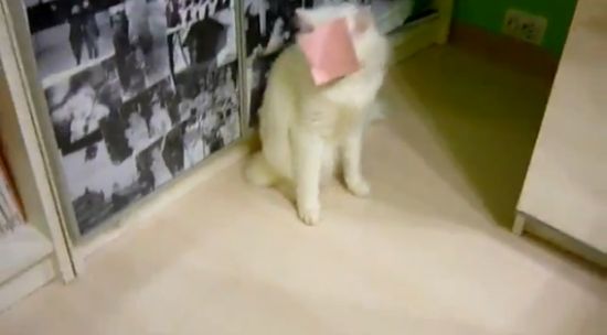 Смешная битва кота против наклейки-стикера (видео)