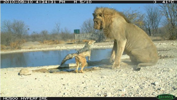 Шакал атаковал льва (10 фото)