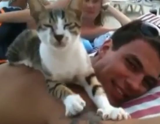 Кот – профессиональный массажист (видео)