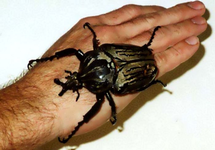 Самые большие насекомые в мире (47 фото)