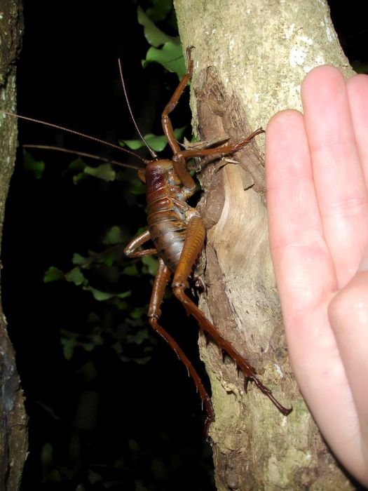 Самые большие насекомые в мире (47 фото)