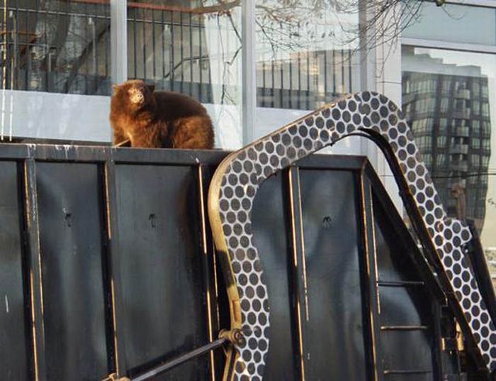 Медведь прокатился в мусоровозе (14 фото + видео)