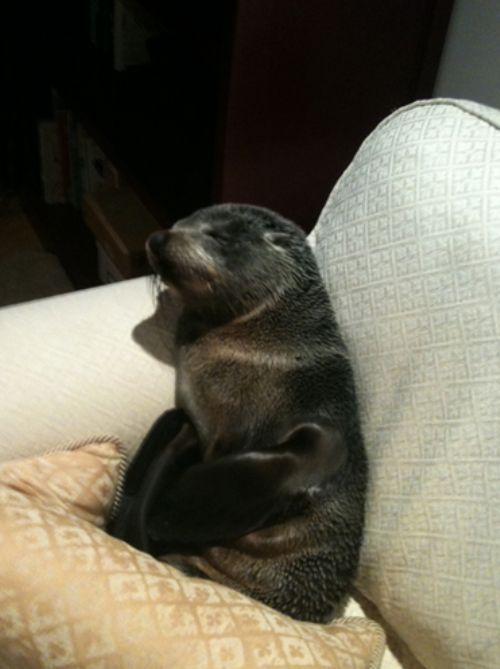 Любопытный тюлень (7 фото)