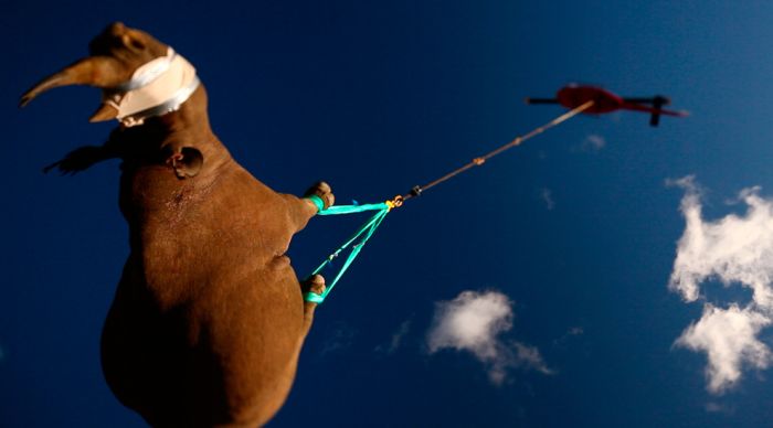 Лучшие фотографии животных за 2011 года (50 фото)