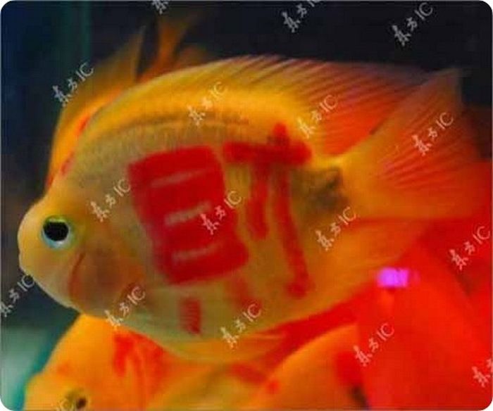 Золотые рыбки с татуировкой (11 фото)