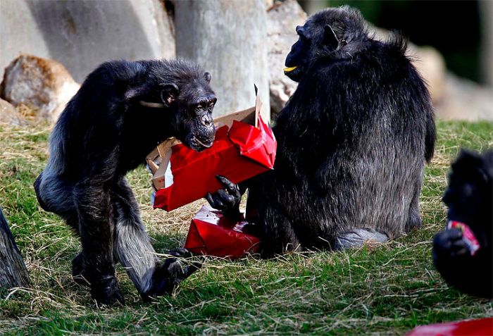 Шимпанзе любят подарки (11 фото)