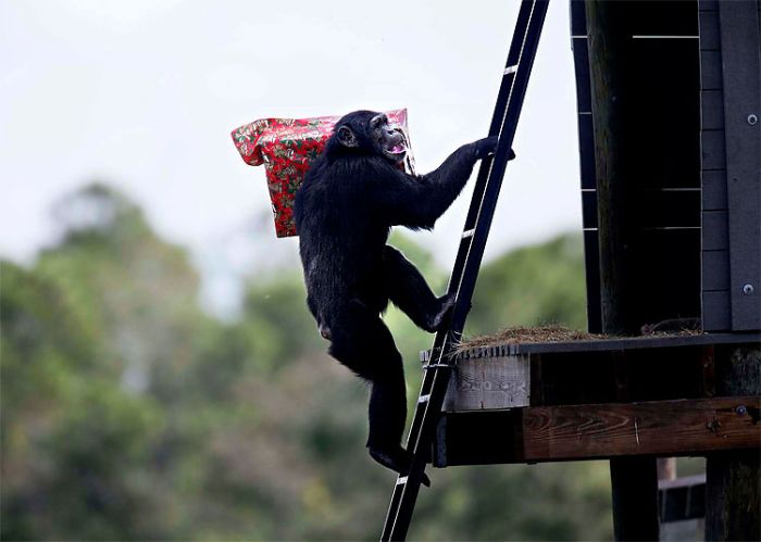 Шимпанзе любят подарки (11 фото)