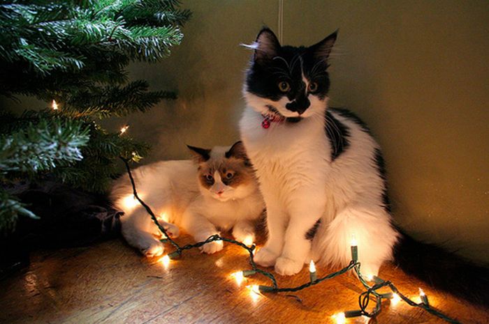 http://cdn.trinixy.ru/pics4/20111226/cats_celebrating_christmas_90.jpg
