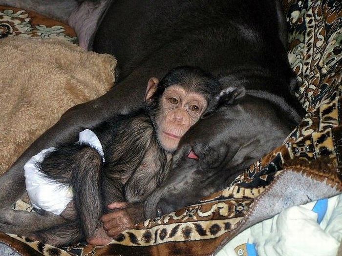 Мастиф усыновил шимпанзе (30 фото)