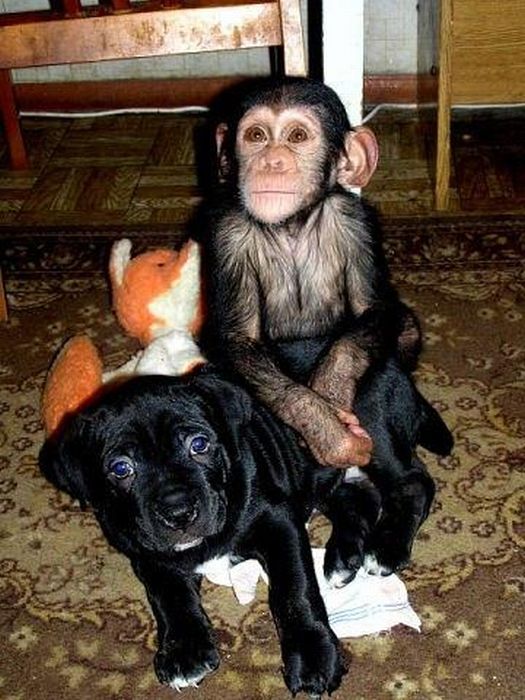 Мастиф усыновил шимпанзе (30 фото)