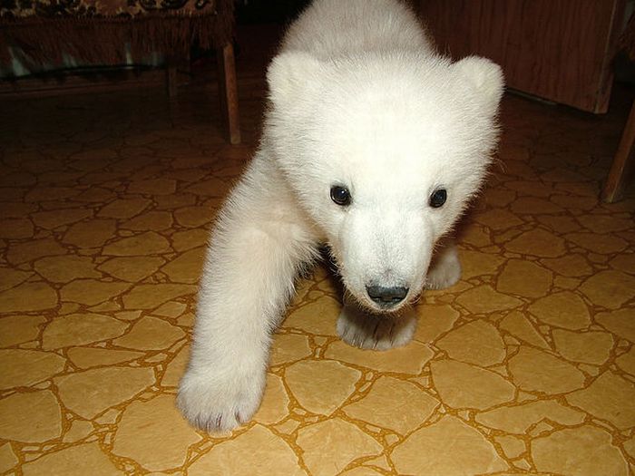 Спасение полярного медведя (18 фото)
