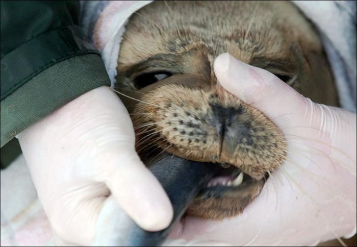 Спасение тюлений в Дании (9 фото)