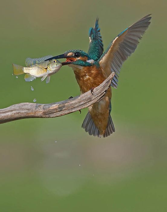 Красивые фотографии птиц (47 фото)